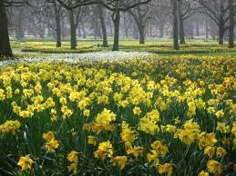 daffodils