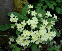 oxlips