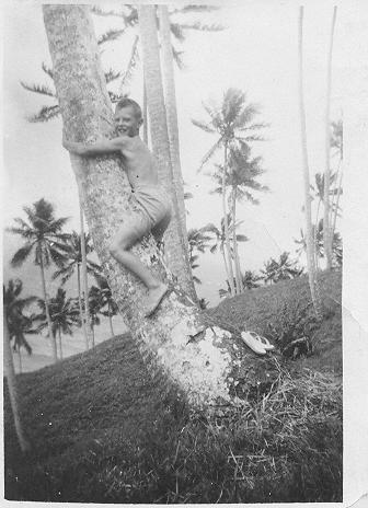 stewart up cocnut tree 2