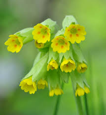 cowslips